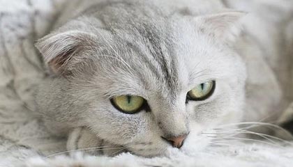 瑟尔洛特破门格德斯扳平 马竞1-1距榜首11分